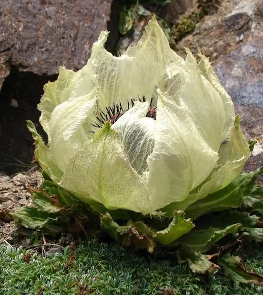 《我化风行万里》完整版资源哪里找？《我化风行万里》73集超清全集在线观看与网盘下载