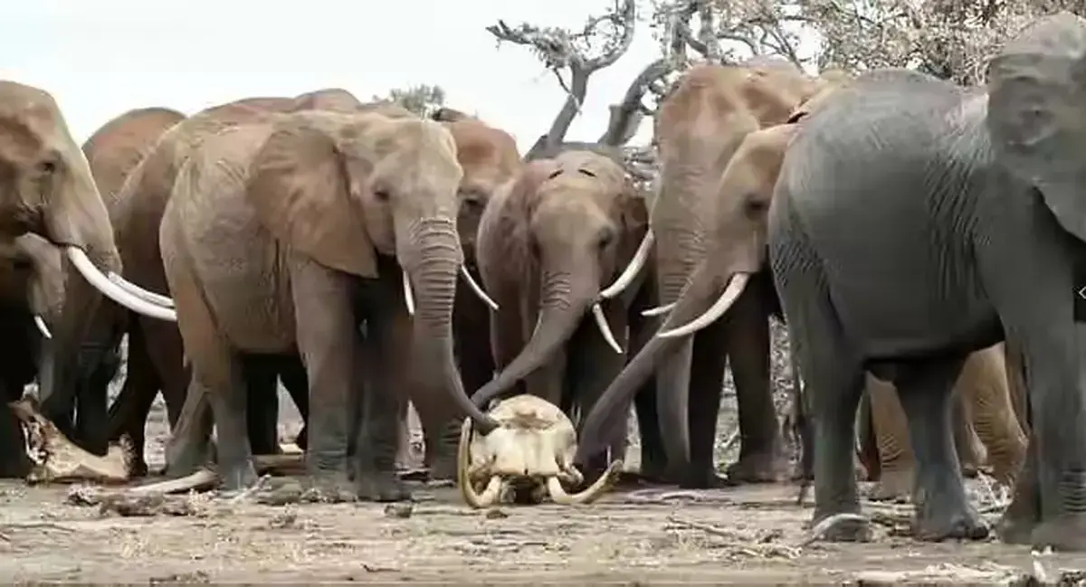 《女王的大象 / La regina degli elefanti》《女王的大象》1080P超清未删减版 - 《女王的大象》完整故事资源，网盘播放无广告体验更纯净《女王的大象 / La regina degli elefanti》